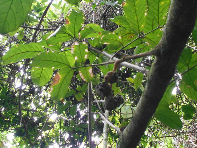 DSCN1468 - catiguá-morcego Guarea macrophylla (ex-lessoniana), Meliaceae