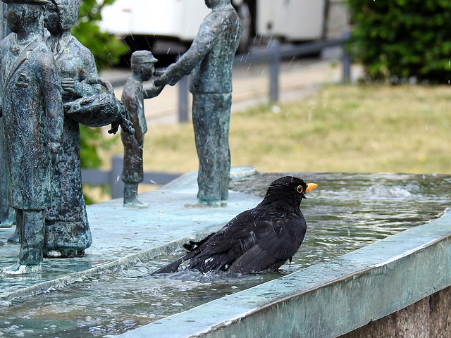 Schwarzdrossel als Wasseramsel