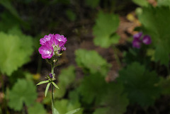 Sidalcea malviflora, Sequoia National Park USA L1020207