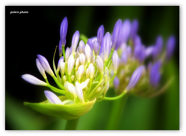 Flores del campo