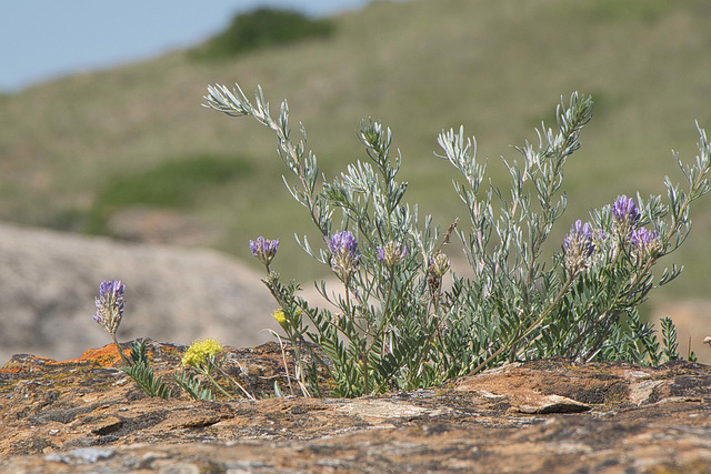 resilience in stone