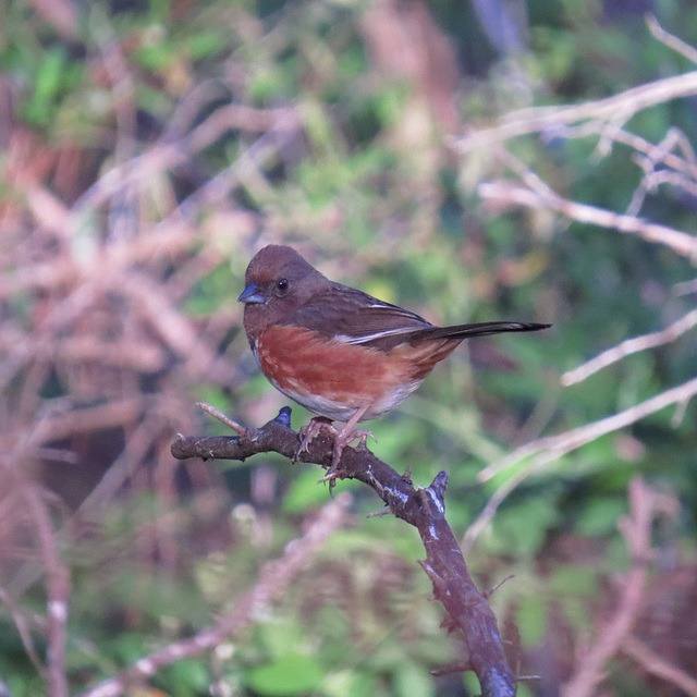 Eastern towhee (F)