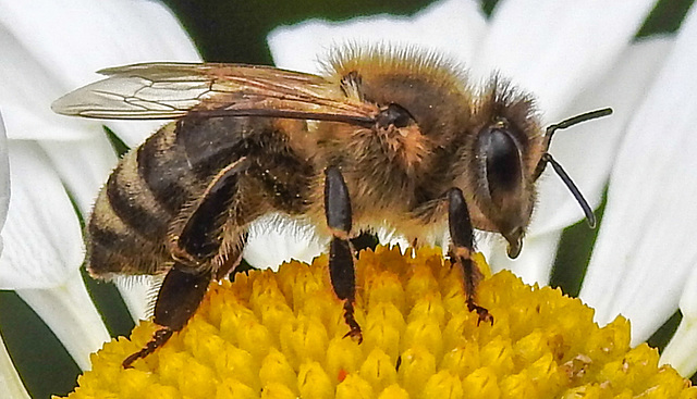20210623 1092CPw [D~LIP] Honigbiene (Apis mellifica), Wiesen-Margerite (Leucanthemum vulgare agg), Bad Salzuflen