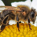 20210623 1092CPw [D~LIP] Honigbiene (Apis mellifica), Wiesen-Margerite (Leucanthemum vulgare agg), Bad Salzuflen