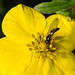 20210910 2833CPw [D~LIP] Fingerstrauch (Potentilla fruticosa), Insekt, Bad Salzuflen