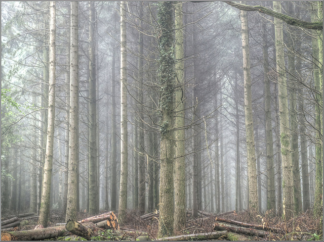 Misty Woods in Devon.