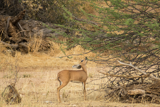 Namibia-0830