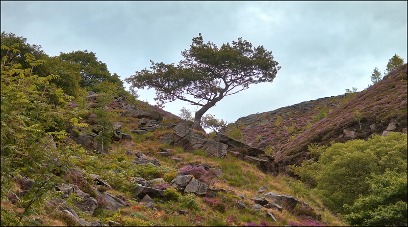 DoveStone's