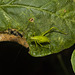 IMG 2927 Cricket-2