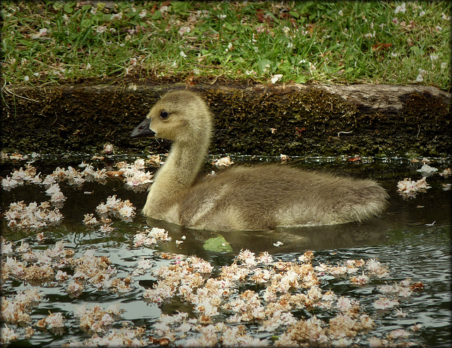 Wild-gänseküken