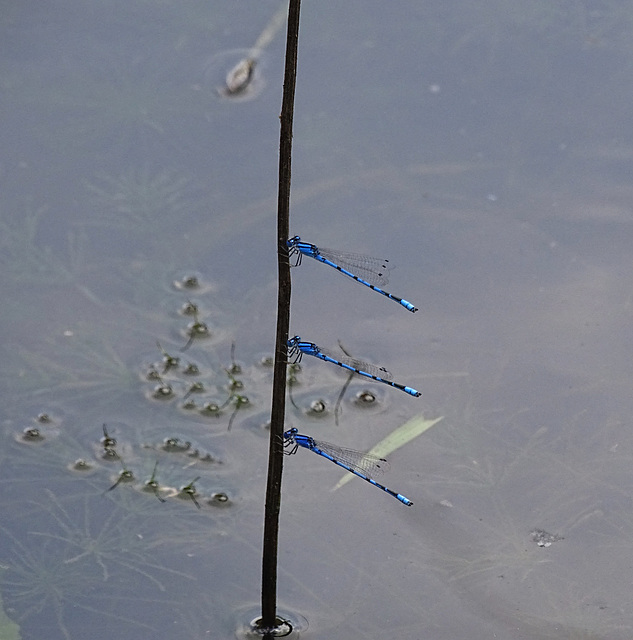 Blue-fronted Dancer's (Argia apicalis) (m)Damselflies