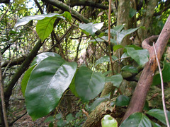 DSCN1469 - catiguá-morcego Guarea macrophylla (ex-lessoniana), Meliaceae
