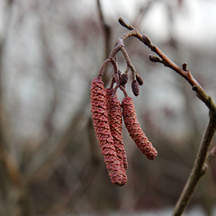 Alder Catkins