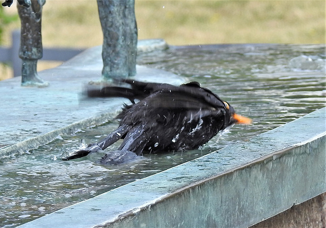 Herr Amsel wäscht sein linkes Ohr.