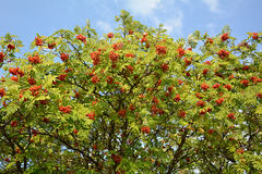 Урожай рябины / Rowan Harvest