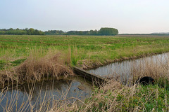 De Lieskampen polder voorjaar