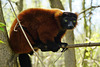 Roter Vari - Red ruffed lemur