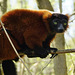 Roter Vari - Red ruffed lemur