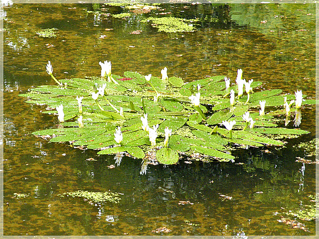 Au bassin du jardin du Val Cocherel à Dinan (22)