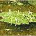 Au bassin du jardin du Val Cocherel à Dinan (22)