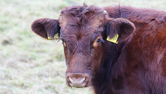 Trauriger Blick eines Bullenkalbs