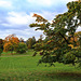 Herbst im Schlosspark Hohenzieritz