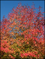maples in a blue sky