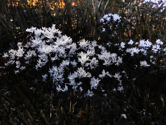 Eisblumen