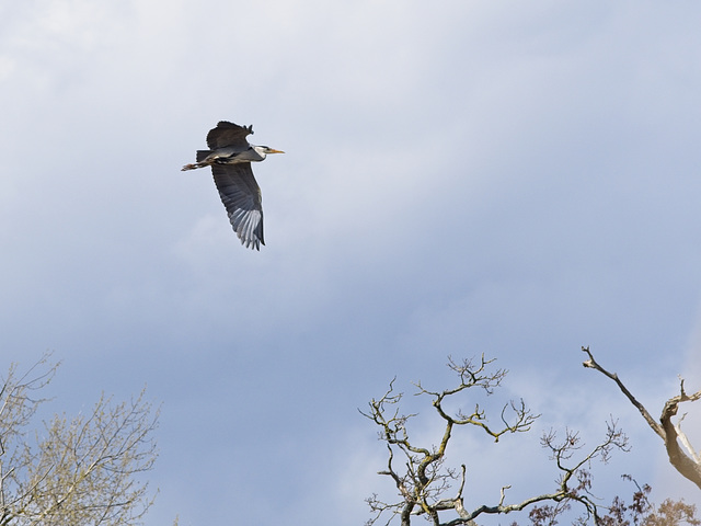 Grey Heron in Flight