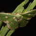 IMG 2929 Moth-2