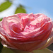 un belle rose de mon jardin au mois d'aout