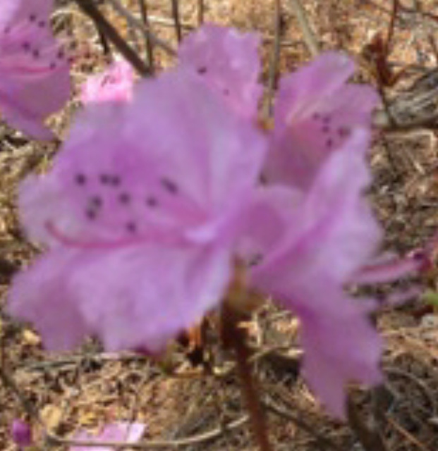 Korean Azalea A02-01