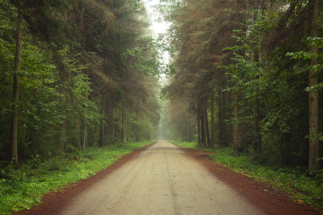 Forest road