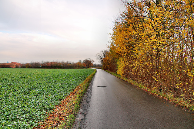 Schwarzer Weg (Bönen-Altenbögge) / 25.11.2017