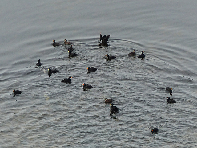 Day 9, Surf Scoters, Tadoussac