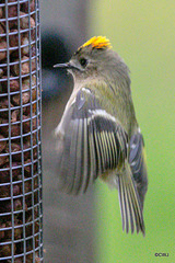 Some claim Goldcrests are exclusively insectivores, these images prove otherwise...