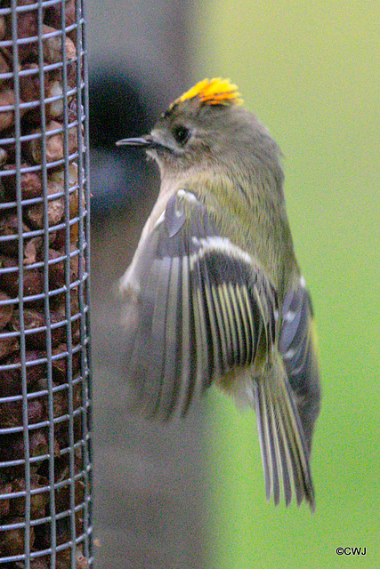 Some claim Goldcrests are exclusively insectivores, these images prove otherwise...