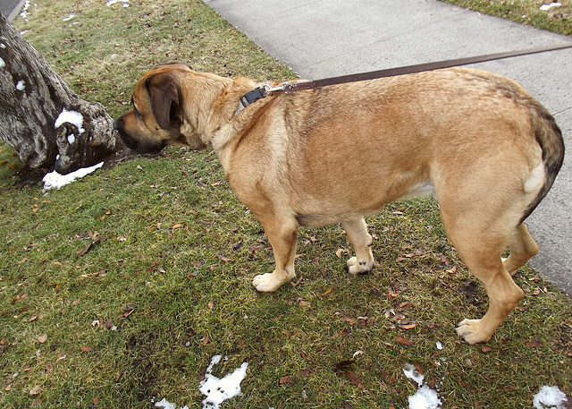 Jasper the English mastiff