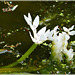 Au bassin du jardin du Val Cocherel à Dinan (22)