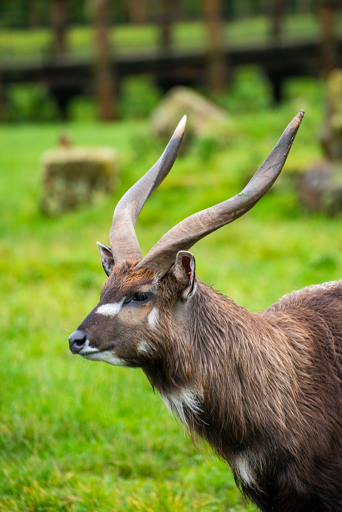 Sitatunga antelope