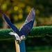 Kestrel in flight