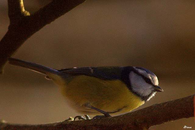 Mésange bleue