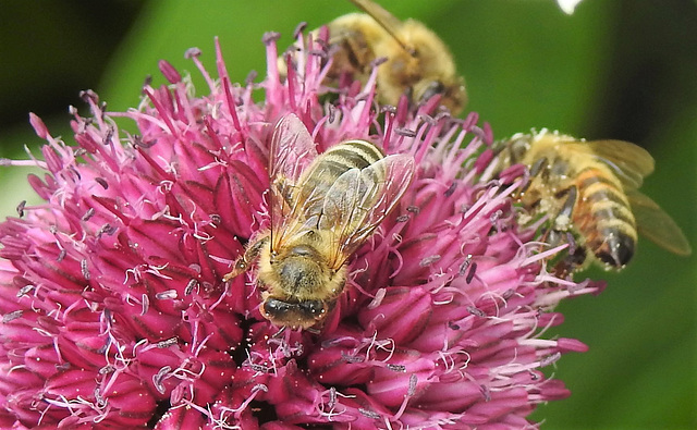 Honigbienen auf Allium