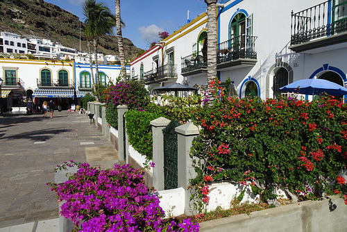 Flowers In Puerto De Mogan