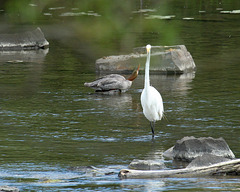 44/50 grande aigrette-great egret