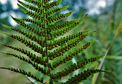 Fern 3