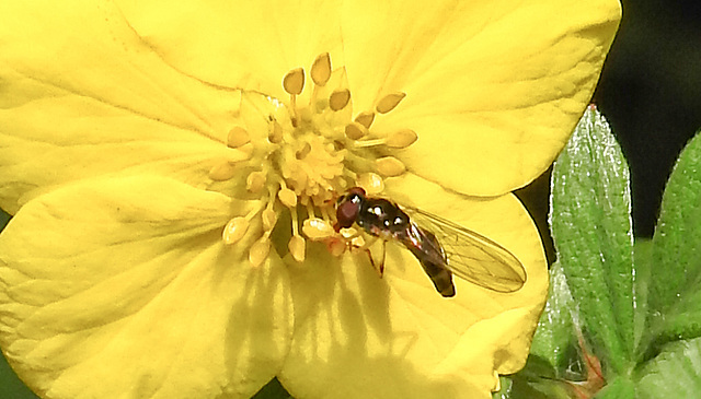 20210910 2835CPw [D~LIP] Fingerstrauch (Potentilla fruticosa), Insekt, Bad Salzuflen