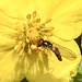 20210910 2835CPw [D~LIP] Fingerstrauch (Potentilla fruticosa), Insekt, Bad Salzuflen