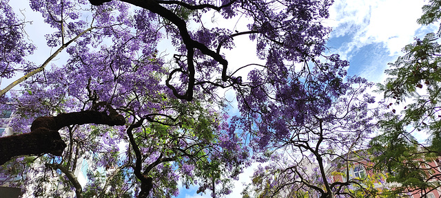 Jacaranda  in Lisbon"...They are the ones wich herald the summer..."