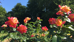 Roses bicolores